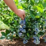 Blueberry picking POLANA